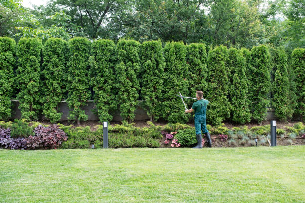 Professional Tree Services in Morris Plains, NJ